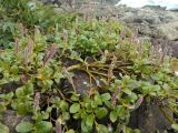 Salix arctica. Ветвь плодоносящего растения. Полярный Урал, берег Кершора. 03.08.2011.