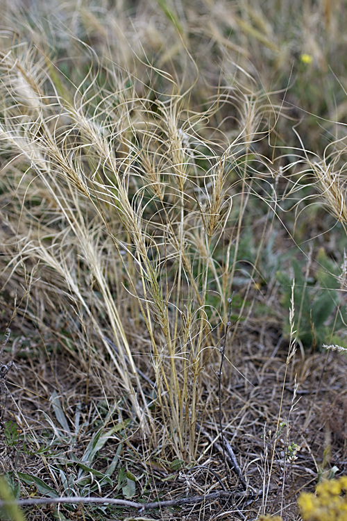 Изображение особи Taeniatherum crinitum.