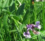 Vicia sepium