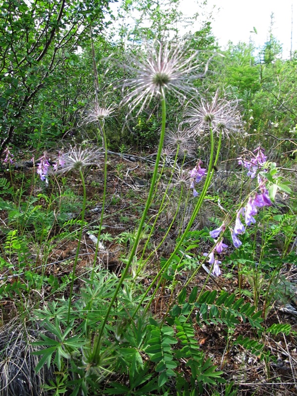 Image of Pulsatilla patens specimen.