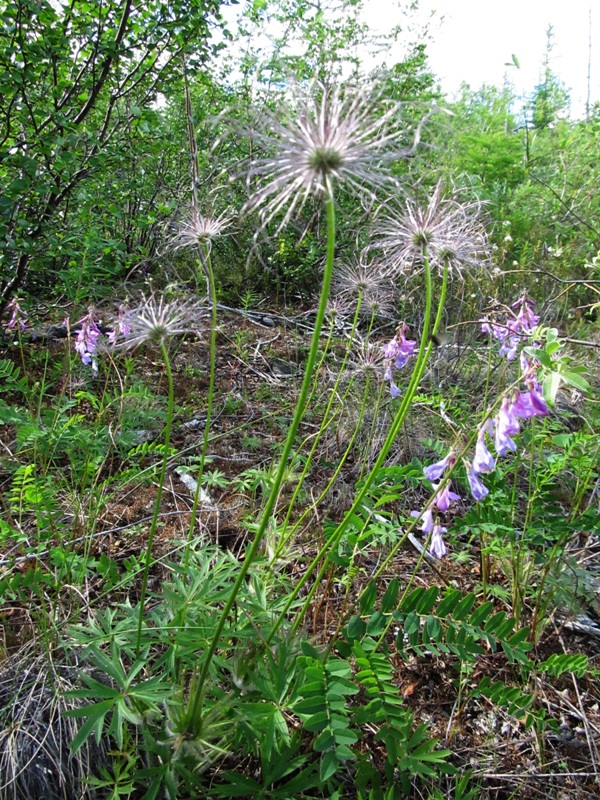 Изображение особи Pulsatilla patens.