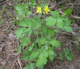 Chelidonium majus