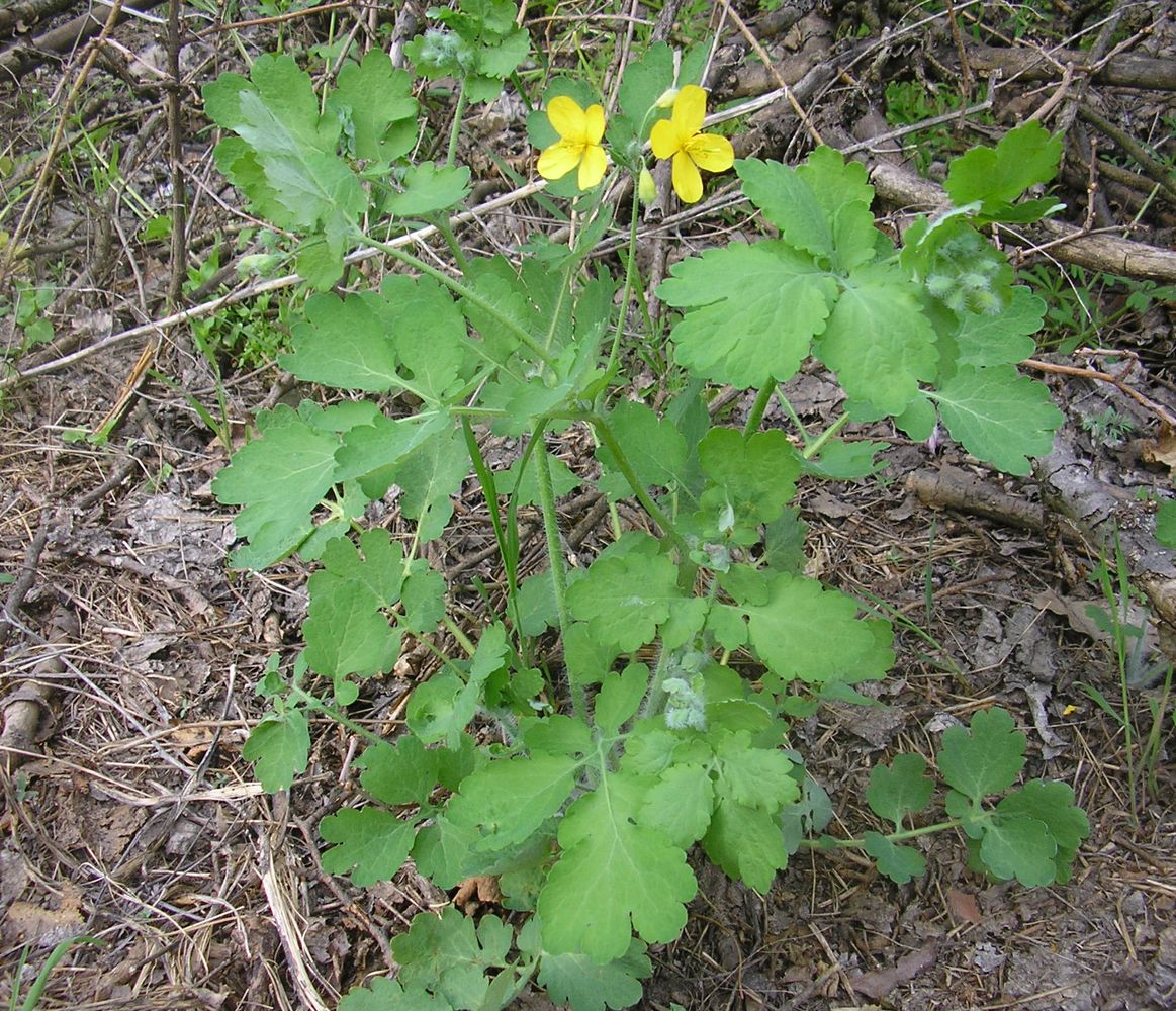 Image of Chelidonium majus specimen.