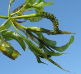 Potamogeton lucens
