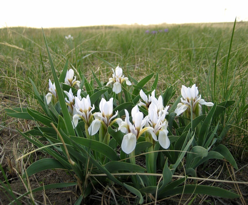 Изображение особи Iris glaucescens.