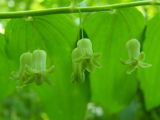 Polygonatum orientale