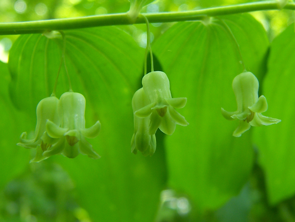 Image of Polygonatum orientale specimen.