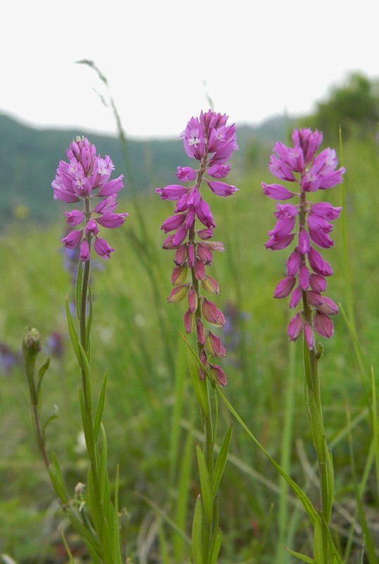 Image of Polygala comosa specimen.