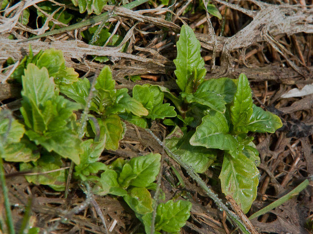 Image of Lycopus uniflorus specimen.