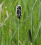 Alopecurus arundinaceus. Верхушка побега с соцветием (видны рыльца пестиков). Мурманская обл., Кандалакшский р-н, пос. Лувеньга, опушка леса. 30.06.2010.