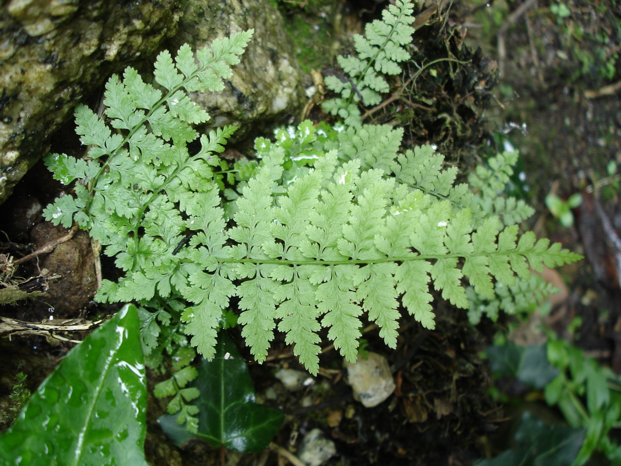 Изображение особи Cystopteris diaphana.