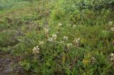 Pedicularis lapponica. Цветущие растения на горном склоне. Мурманская обл., Кандалакшский р-н, окр. пос. Лувеньга, южный склон гор Лувеньгские Тундры, у верхней границы пояса берёзового криволесья. 01.07.2010.