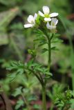 Cardamine graeca. Верхушка побега. Южный Берег Крыма, окр. пос. Голубой Залив. 8 апреля 2012 г.