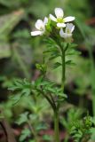 Cardamine graeca. Верхушка побега. Южный Берег Крыма, окр. пос. Голубой Залив. 8 апреля 2012 г.