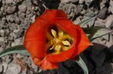 Tulipa greigii