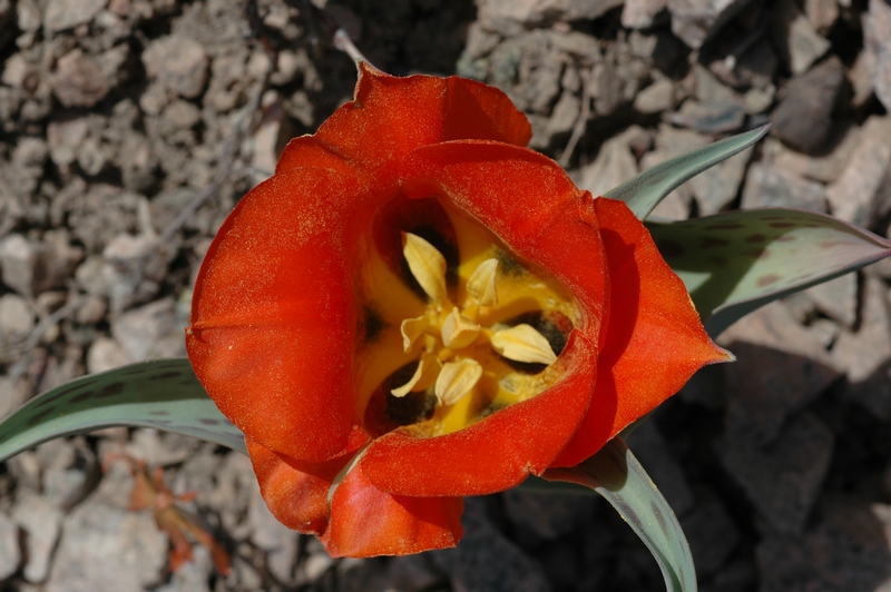 Изображение особи Tulipa greigii.