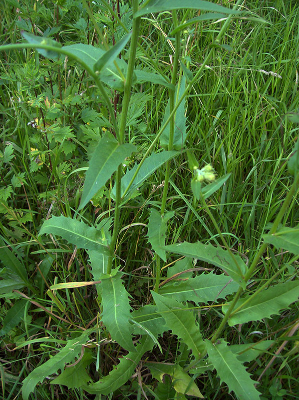 Image of Picris hieracioides specimen.
