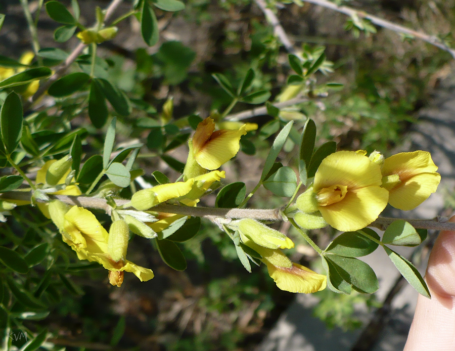 Изображение особи Chamaecytisus ruthenicus.