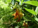 Vicia crocea