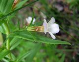 Gratiola officinalis