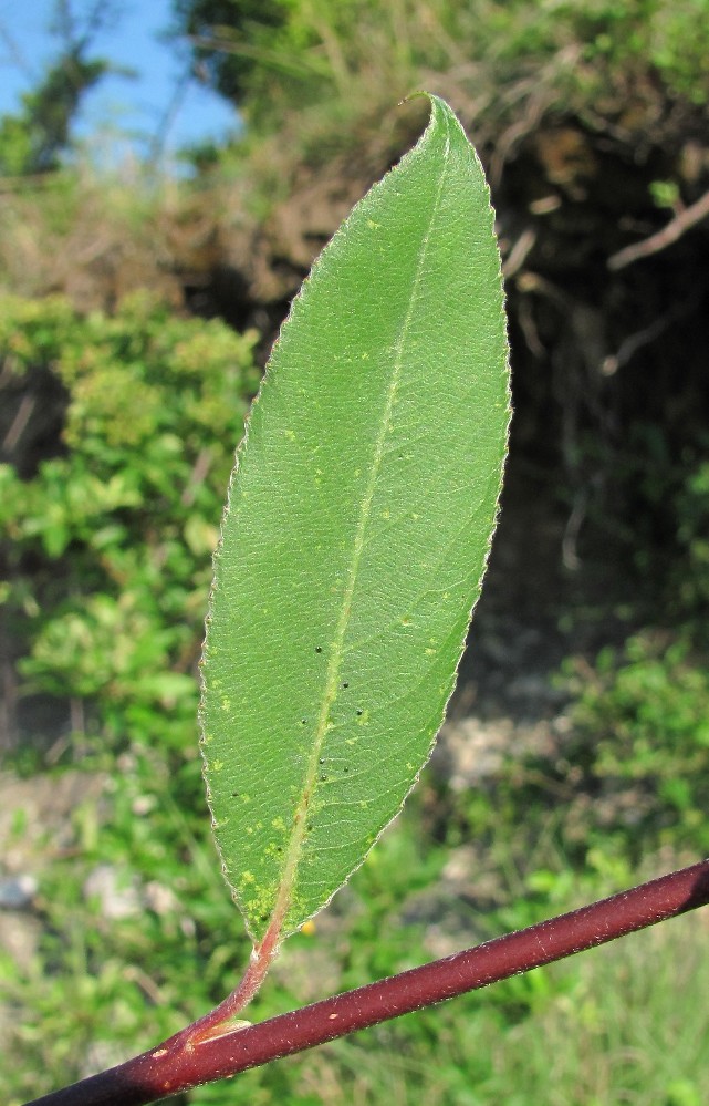 Image of genus Salix specimen.