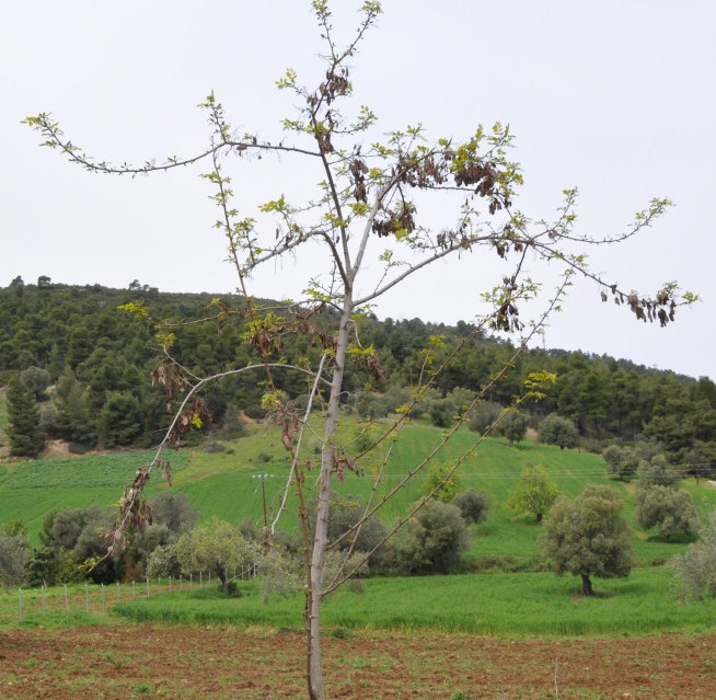 Изображение особи Robinia pseudoacacia.