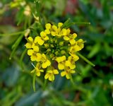 Erysimum cheiranthoides. Соцветие. Московская обл., Лотошинский р-н, окр. дер. Савостино. 02.07.2012.