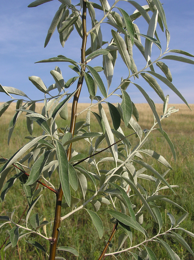 Image of Elaeagnus angustifolia specimen.