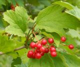 Viburnum opulus