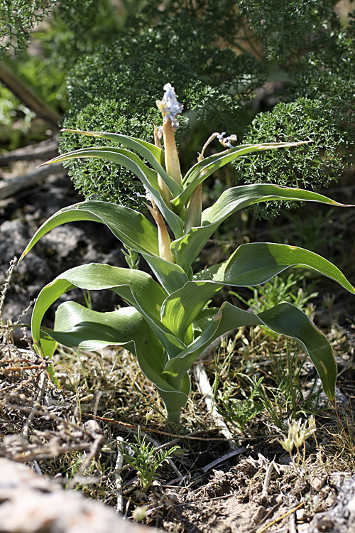 Image of Juno willmottiana specimen.