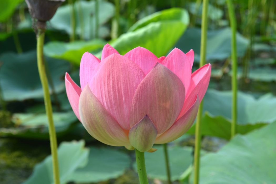 Изображение особи Nelumbo caspica.