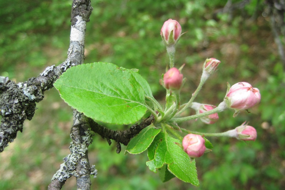 Изображение особи Malus orientalis.