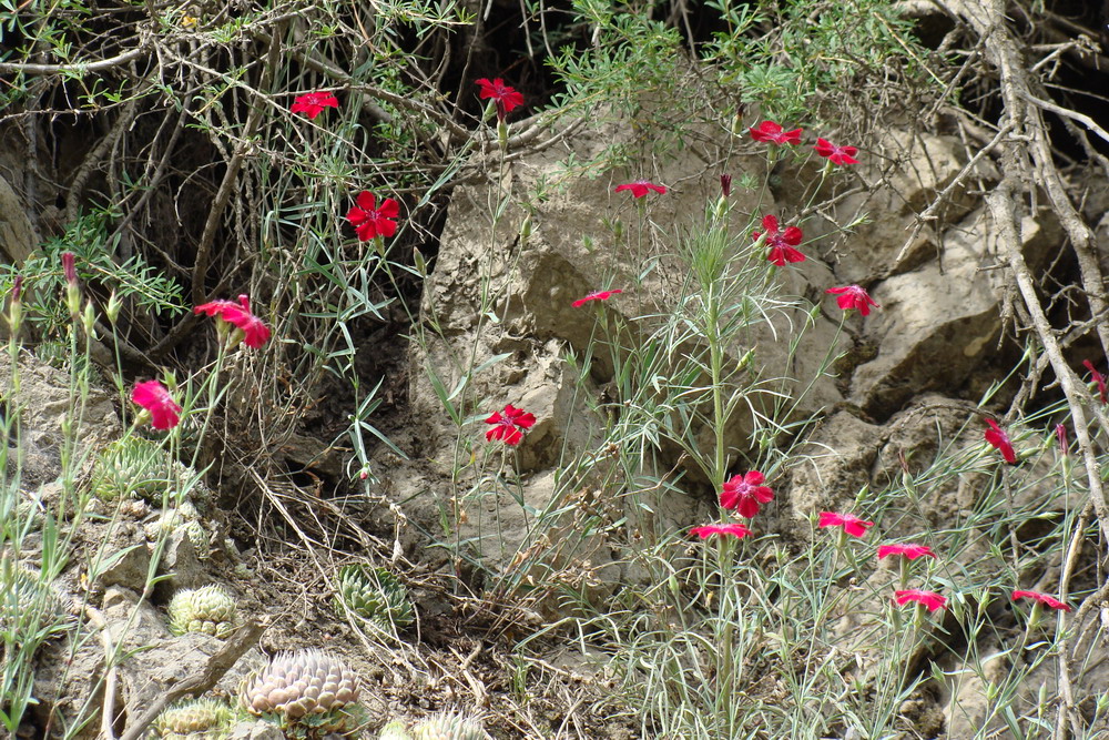 Изображение особи Dianthus mainensis.