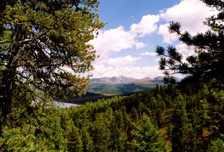 Image of Pinus sibirica specimen.