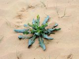 Schimpera arabica. Цветущее растение в песчаной пустыне. Израиль, пустыня Негев, пески Халуца. 02.04.2011.