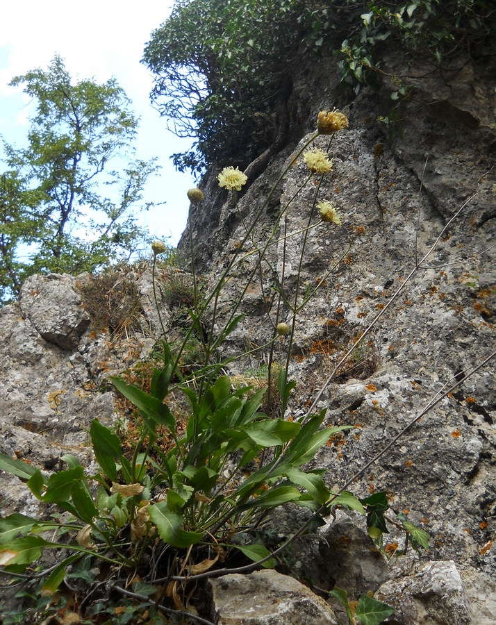 Image of Cephalaria coriacea specimen.