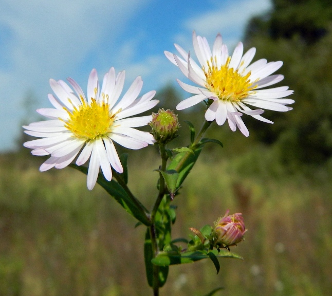 Изображение особи Symphyotrichum &times; salignum.