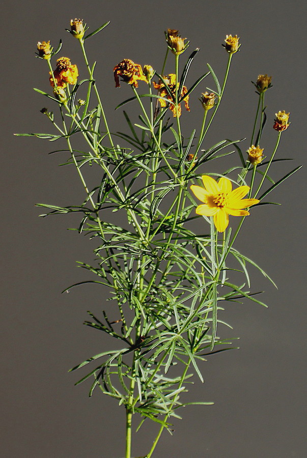 Изображение особи Coreopsis verticillata.