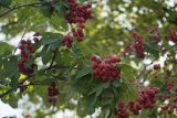 × Crataegosorbus miczurinii. Ветвь плодоносящего растения. Москва, территория зоопарка, в культуре. 02.08.2012.