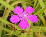 Dianthus versicolor