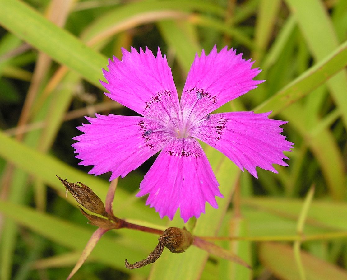 Image of Dianthus versicolor specimen.