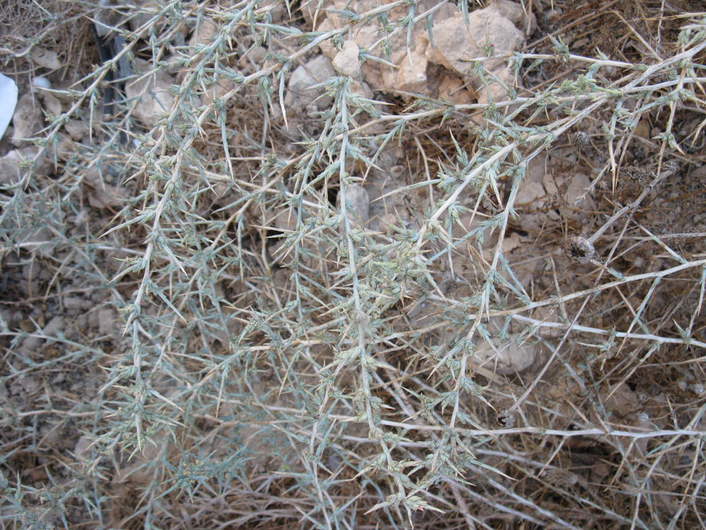 Изображение особи Noaea mucronata.