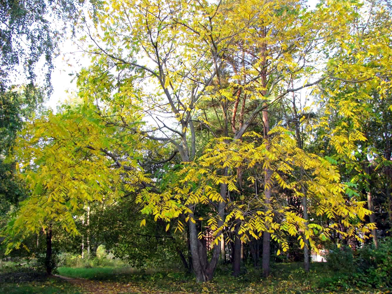 Image of Juglans mandshurica specimen.