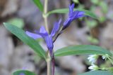 Vinca herbacea