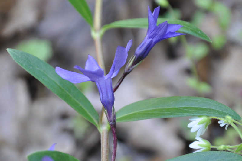 Изображение особи Vinca herbacea.