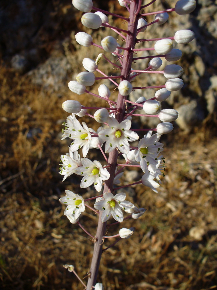 Image of Drimia numidica specimen.