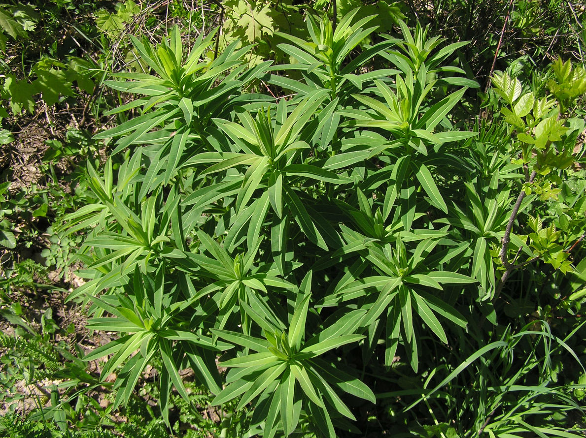Image of Euphorbia semivillosa specimen.