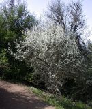 Prunus cocomilia. Цветущее дерево. Israel, Upper Galilee, Mount Meron. 21.03.2006.