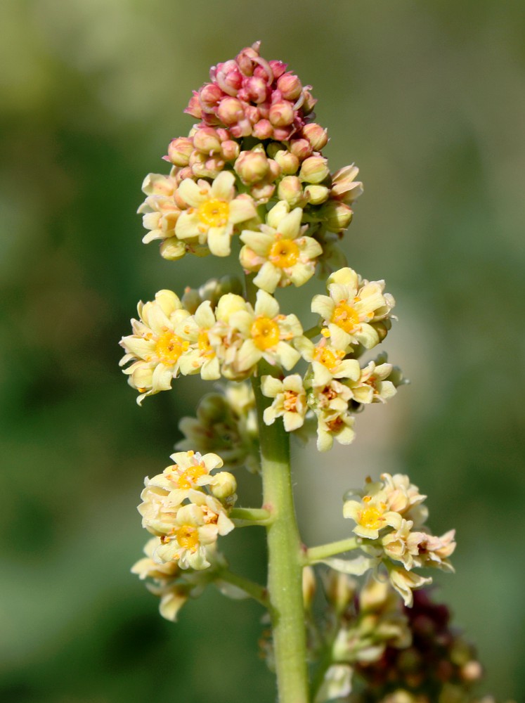 Image of Cotinus coggygria specimen.