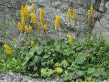 Ligularia fischeri. Цветущие растения. Приморье, бухта Уполномоченная. 10.08.2012.